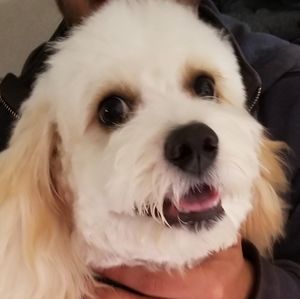 Meet your Posher, Tonia and my fur baby Cooper❤